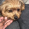 Queenie joined the competition — help win amazing prizes! animal, canine, close_up, companion, couch, cozy, cute, dog, domestic, face, friendly, fur, golden_brown, hand, indoor, pet, portrait, relaxed, resting, small_dog
