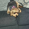 Queenie is registered to the contest to win money with this photo: animal, canine, companion, couch, cushion, cute, dog, domestic_animal, fur, gray_couch, home, indoor, lying_down, patterned_cushion, pet, pink_collar, relaxed, resting, small_dog, sofa