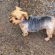 Queenie joined the competition — help win amazing prizes! animal, canine, collar, cute, dog, domestic_animal, ears, fur, gravel, ground, leash, muzzle, nature, outdoor, pavement, pet, side_view, small_dog, tail, walking
