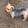 animal, canine, collar, cute, dog, domestic_animal, ears, fur, gravel, ground, leash, muzzle, nature, outdoor, pavement, pet, side_view, small_dog, tail, walking