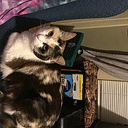 Muffit is registered to the contest to win money with this photo: baggage, canidae, carnivore, collar, companion_dog, dog_breed, dog_supply, fang, fawn, felidae, fur, small_to_medium_sized_cats, snout, sporting_group, tail, whiskers, working_animal, working_dog