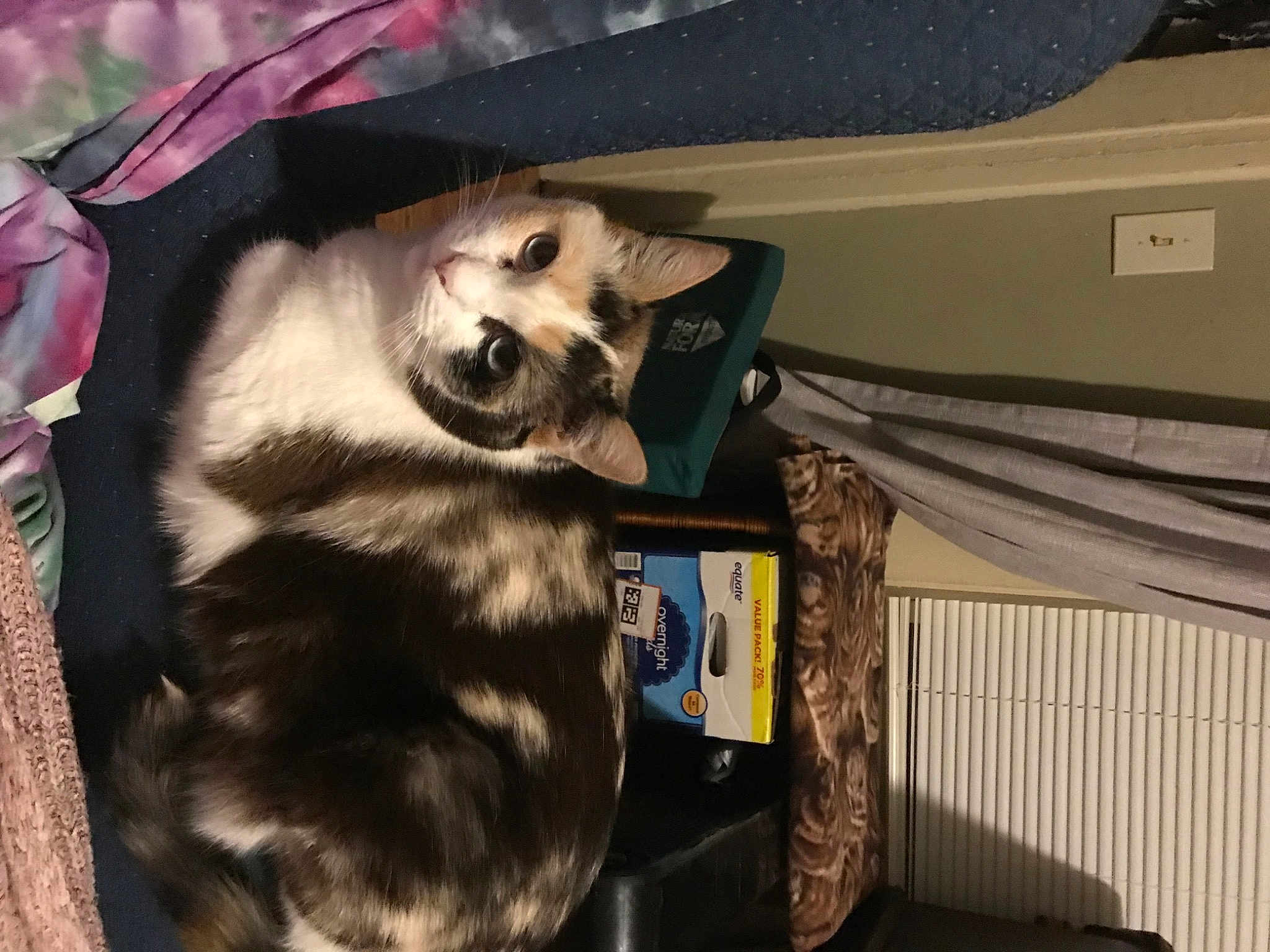 Muffit is registered to the contest to win money with this photo: baggage, canidae, carnivore, collar, companion_dog, dog_breed, dog_supply, fang, fawn, felidae, fur, small_to_medium_sized_cats, snout, sporting_group, tail, whiskers, working_animal, working_dog
