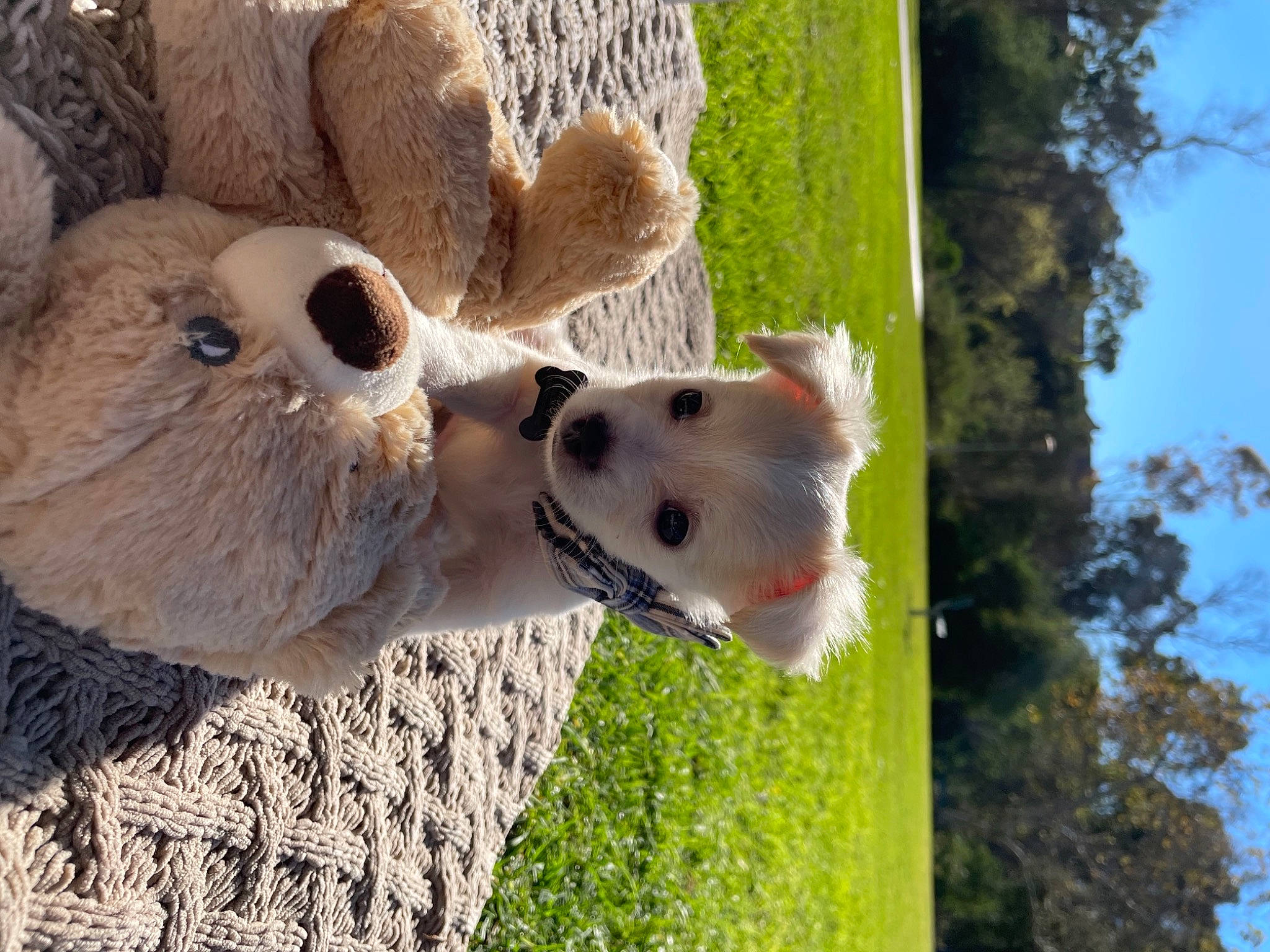 Cheerio joined the competition — help win amazing prizes! art, canidae, carnivore, door, fawn, felidae, grass, landscape, marsupial, plant, sky, snout, stuffed_toy, terrestrial_animal, toy, tree, trunk, wildlife, wood, woody_plant