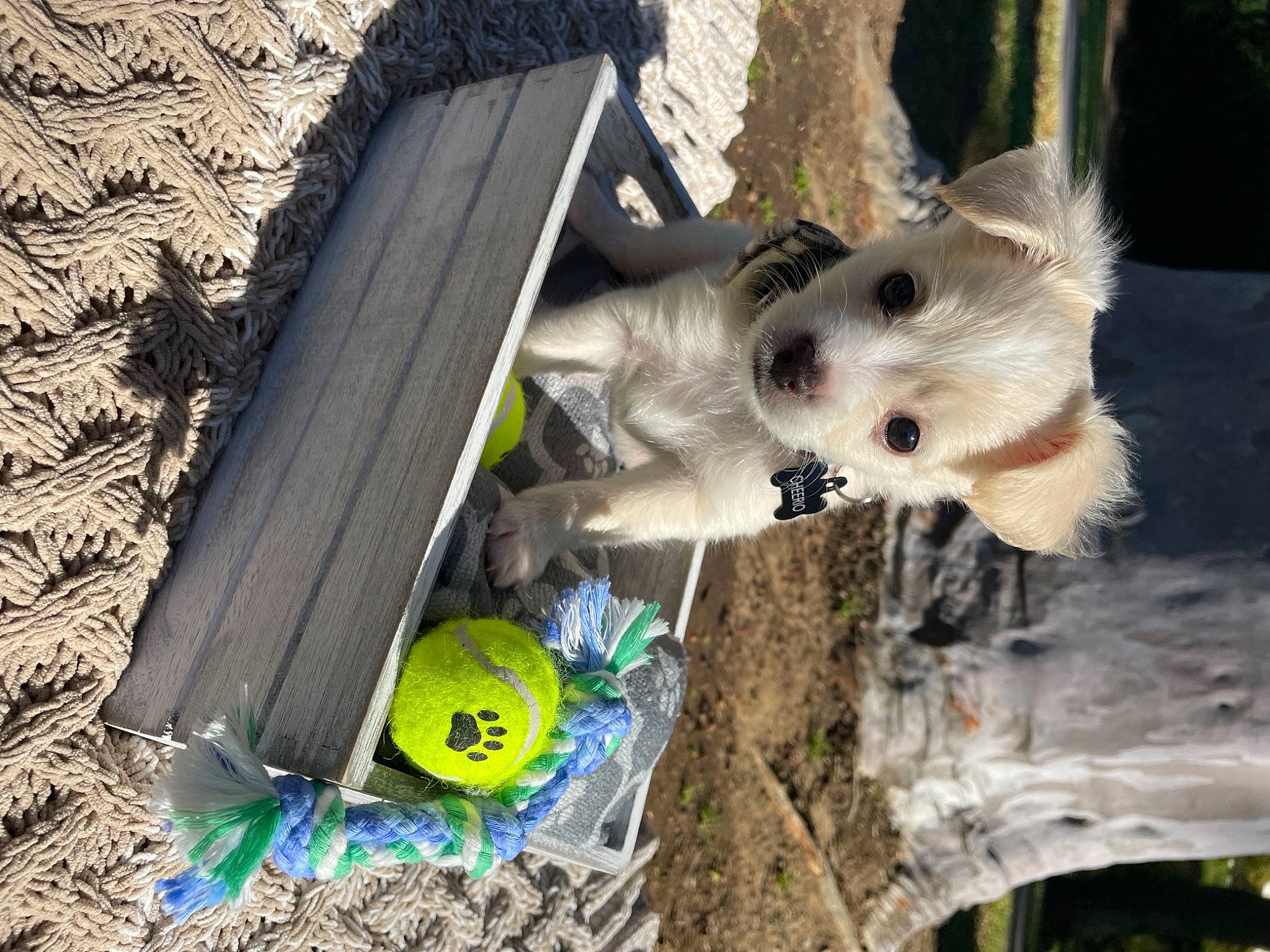 Cheerio joined the competition — help win amazing prizes! ball, canidae, carnivore, collar, companion_dog, dog, dog_breed, dog_supply, fawn, fur, japanese_spitz, pet_supply, plant, spitz, sporting_group, tail, tennis_ball, tree, trunk, wood