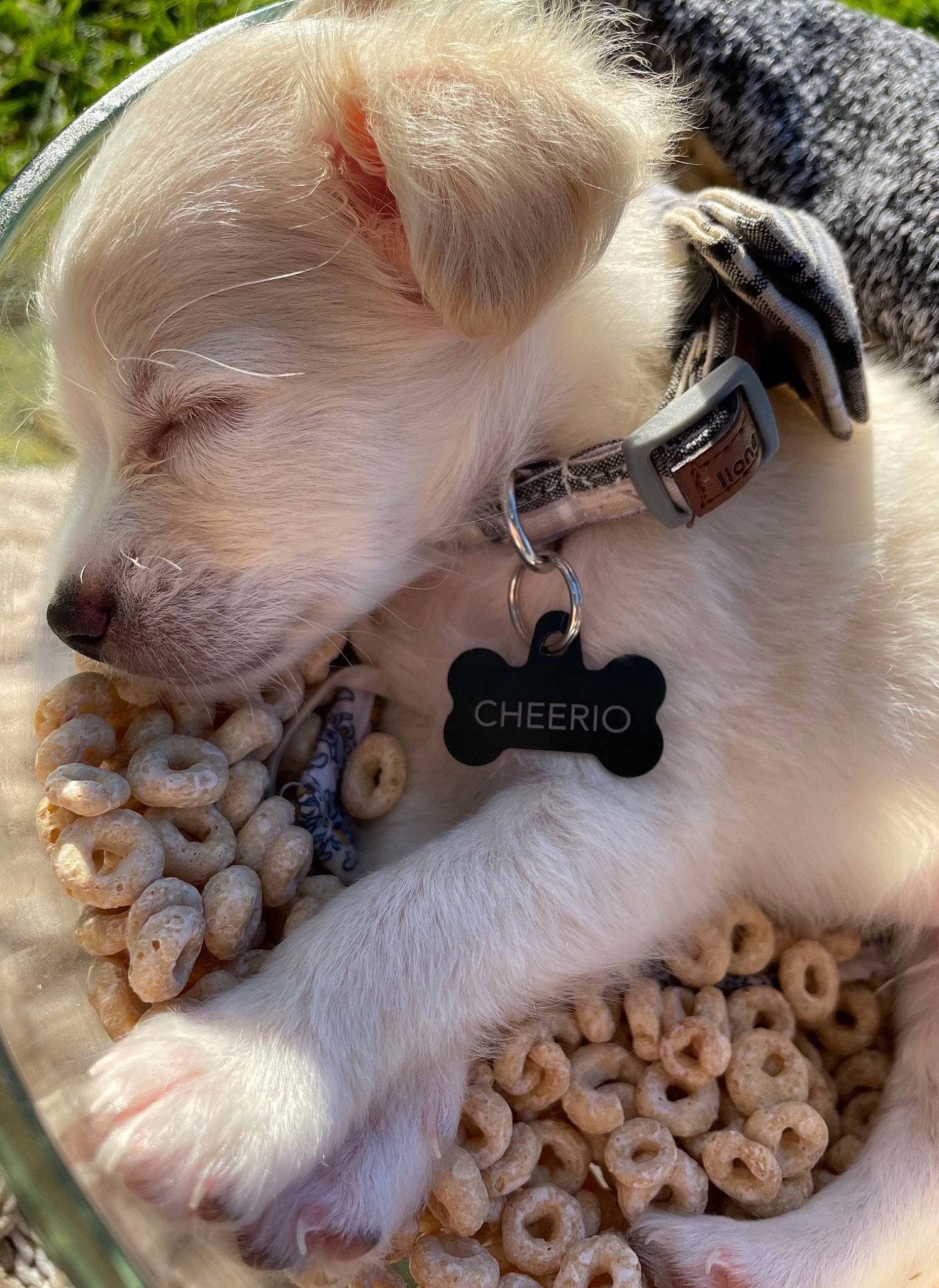 Cheerio is registered to the contest to win money with this photo: bracelet, canidae, carnivore, collar, companion_dog, dog, dog_breed, dog_collar, dog_supply, ear, fashion_accessory, fawn, fur, jewellery, liver, pet_supply, snout, sporting_group, white, working_animal