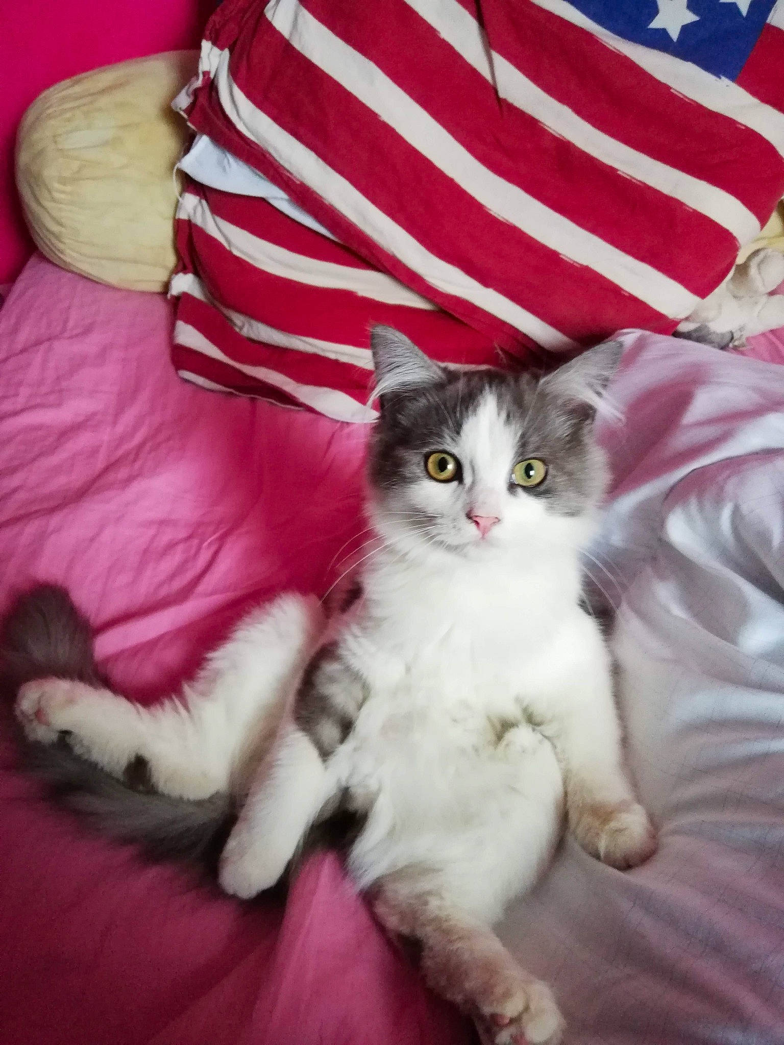 Oxanna participe au concours pour gagner de l'argent avec cette photo : carnivore, cat, claw, comfort, domestic_short_haired_cat, felidae, flag, flag_of_the_united_states, foot, fur, lap, linens, mammal, paw, pillow, sitting, small_to_medium_sized_cats, tail, vertebrate, whiskers