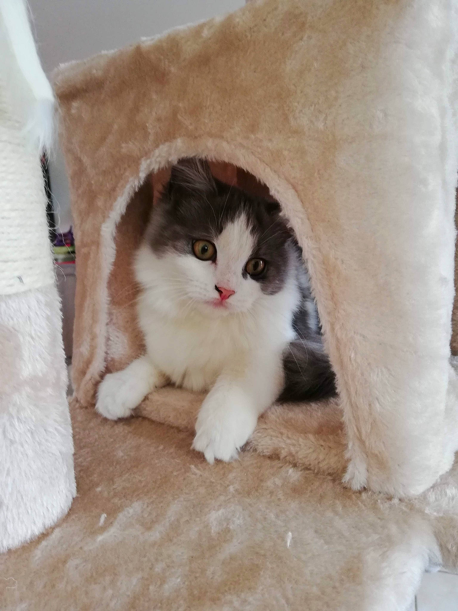 Oxanna a rejoint le concours — aidez-le/la à gagner de superbes lots ! carnivore, cat, claw, comfort, domestic_short_haired_cat, fawn, felidae, flooring, fur, hardwood, paw, sitting, small_to_medium_sized_cats, tail, terrestrial_animal, whiskers, wood