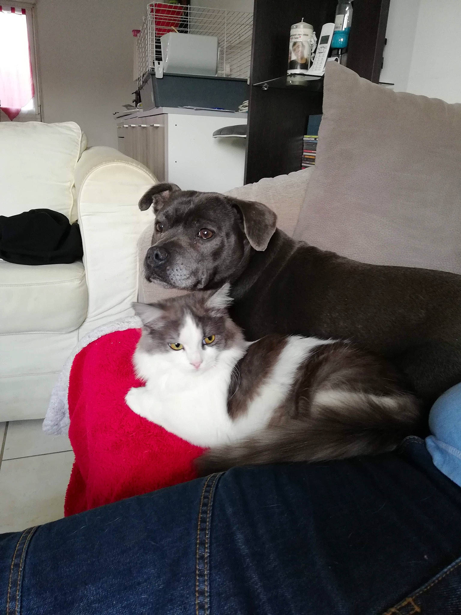 Oxanna participe au concours pour gagner de l'argent avec cette photo : canidae, carnivore, chair, comfort, companion_dog, couch, curtain, dog, dog_breed, floor, flooring, fur, furniture, living_room, non_sporting_group, puppy, room, sporting_group, window, working_animal