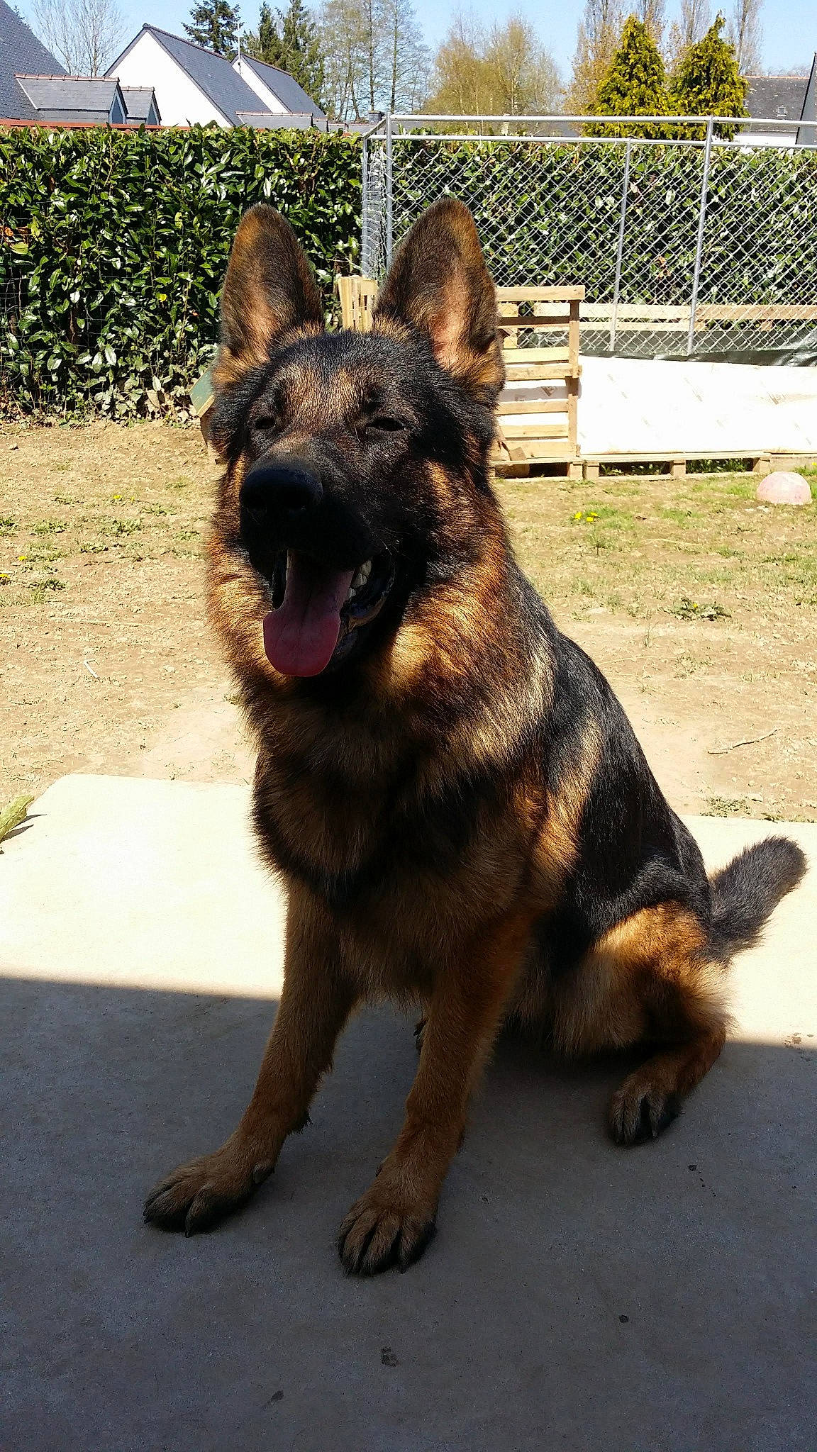 Mabrouck participe au concours pour gagner de l'argent avec cette photo : canidae, carnivore, companion_dog, dog, dog_breed, east_european_shepherd, fawn, fence, german_shepherd_dog, guard_dog, herding_dog, king_shepherd, old_german_shepherd_dog, plant, road_surface, snout, sporting_group, terrestrial_animal, working_animal, working_dog