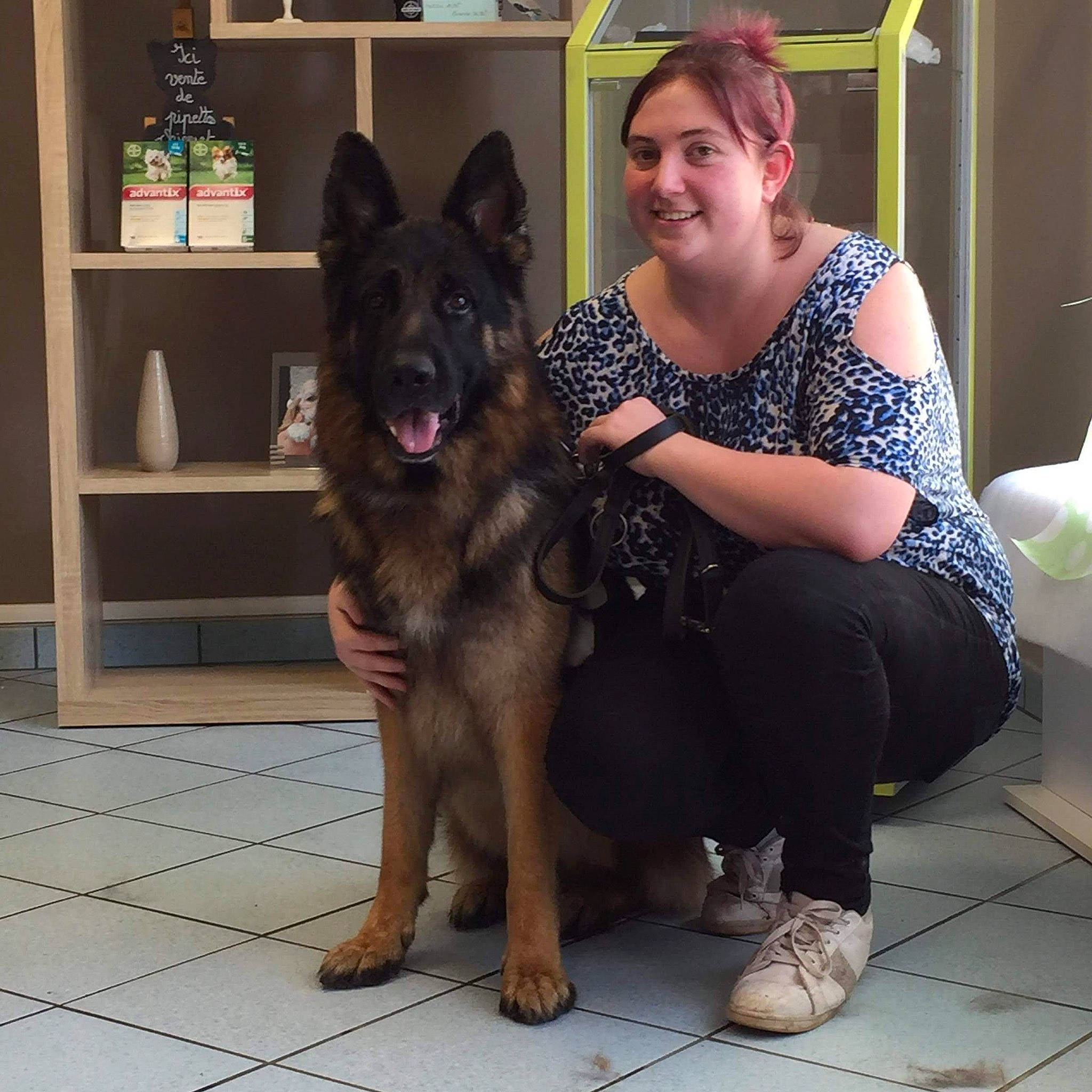 Mabrouck a rejoint le concours — aidez-le/la à gagner de superbes lots ! bookcase, canidae, carnivore, companion_dog, dog, dog_breed, door, fawn, flooring, fun, fur, german_shepherd_dog, happy, herding_dog, king_shepherd, old_german_shepherd_dog, shelf, sitting, smile, sporting_group