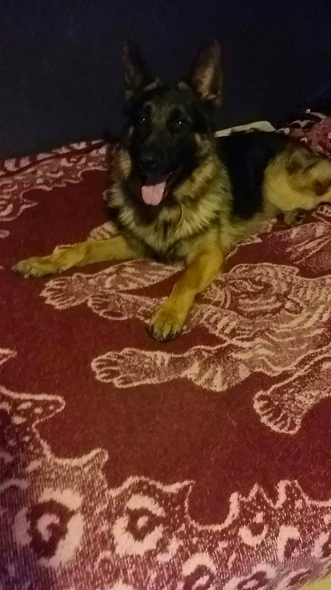 Mabrouck a rejoint le concours — aidez-le/la à gagner de superbes lots ! canidae, carnivore, carpet, companion_dog, dog, dog_breed, dog_supply, east_european_shepherd, flooring, fur, german_shepherd_dog, herding_dog, king_shepherd, linens, old_german_shepherd_dog, paw, rug, snout, sporting_group, working_dog