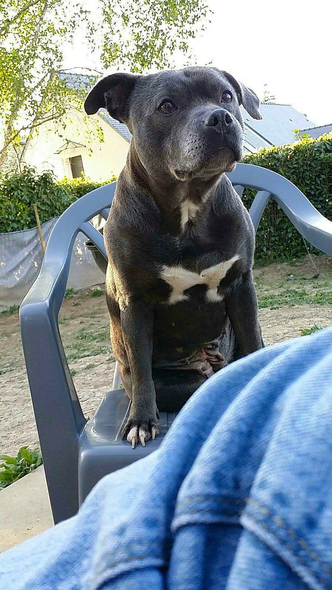 Ginja participe au concours pour gagner de l'argent avec cette photo : blue, carnivore, companion_dog, dog, dog_breed, electric_blue, fawn, grass, hood, leisure, plant, sculpture, snout, sporting_group, terrestrial_animal, tree, vehicle, vertebrate, whiskers, working_animal