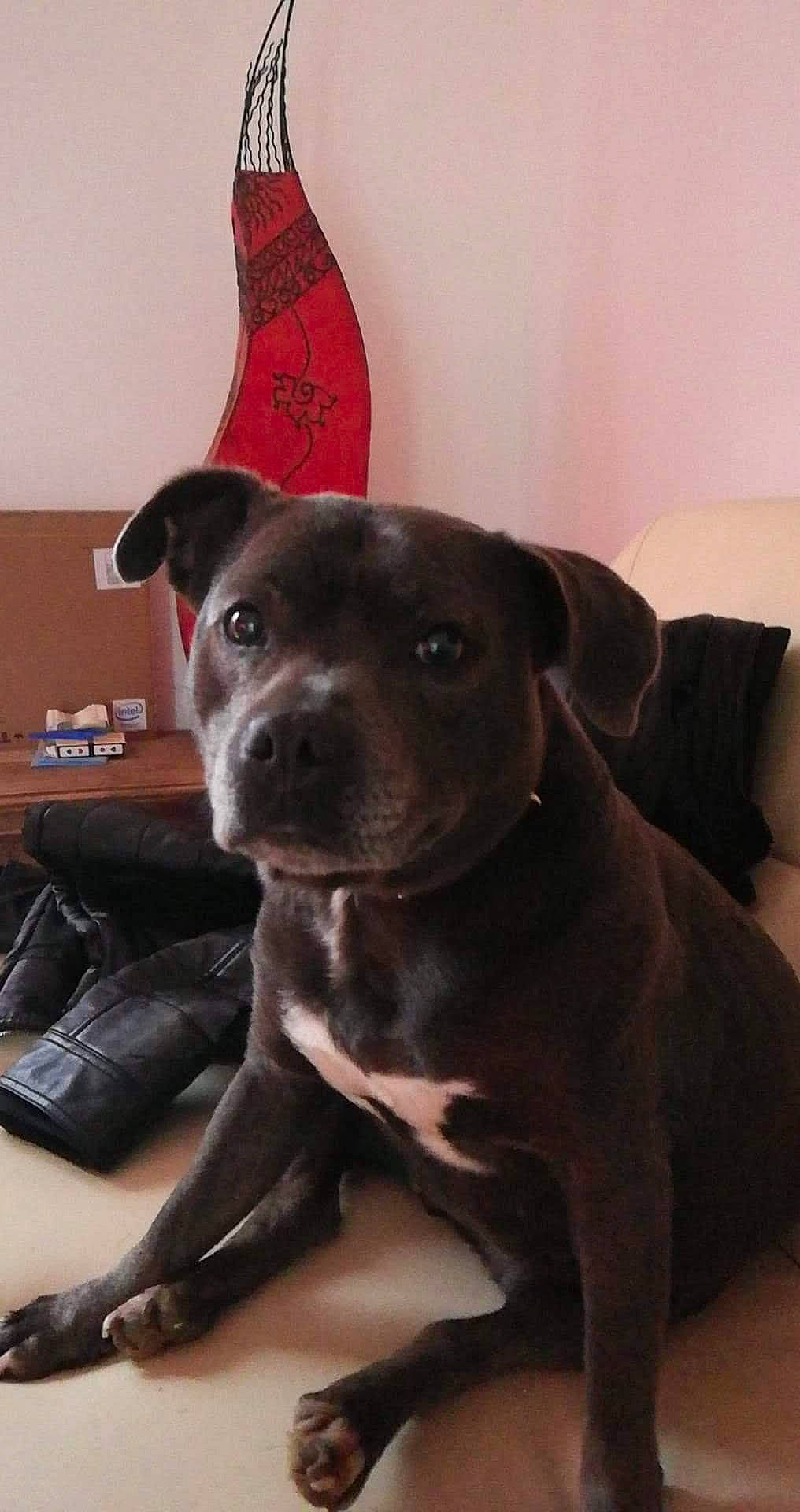 Ginja participe au concours pour gagner de l'argent avec cette photo : bag, borador, canidae, carnivore, collar, comfort, companion_dog, dog, dog_breed, fawn, flooring, fur, hat, liver, luggage_and_bags, party_hat, snout, sporting_group, whiskers, working_animal