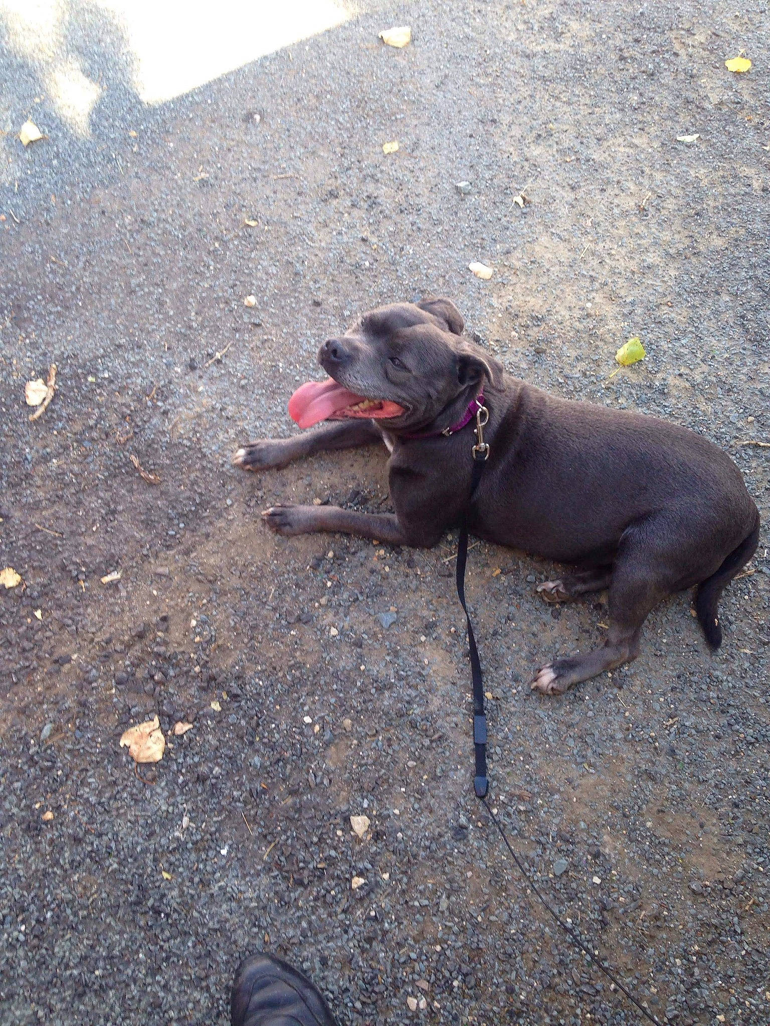 Ginja participe au concours pour gagner de l'argent avec cette photo : asphalt, carnivore, collar, dog, dog_breed, dog_collar, hunting_dog, leash, liver, pet_supply, road_surface, soil, sporting_group, tail, tar, terrestrial_animal, walking_shoe, working_animal