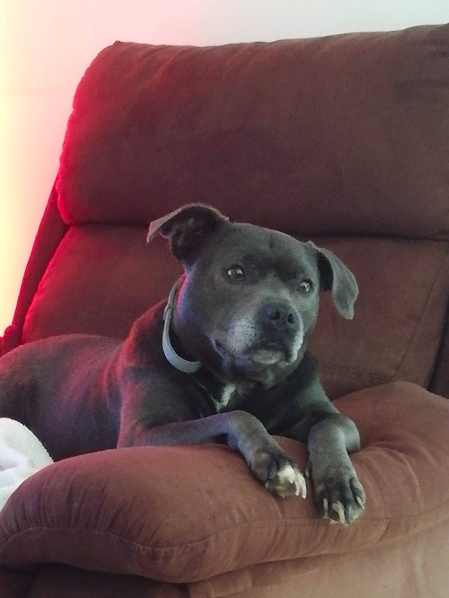 Ginja a rejoint le concours — aidez-le/la à gagner de superbes lots ! borador, canidae, carmine, carnivore, comfort, companion_dog, couch, dog, dog_breed, fawn, furniture, grey, guard_dog, magenta, non_sporting_group, snout, sporting_group, terrestrial_animal, whiskers, working_animal