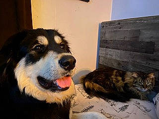 Baine is registered to the contest to win money with this photo: canidae, carnivore, cat, companion_dog, dog, dog_breed, domestic_short_haired_cat, felidae, flooring, fur, herding_dog, paw, small_to_medium_sized_cats, snout, sporting_group, terrestrial_animal, whiskers, wood, working_dog