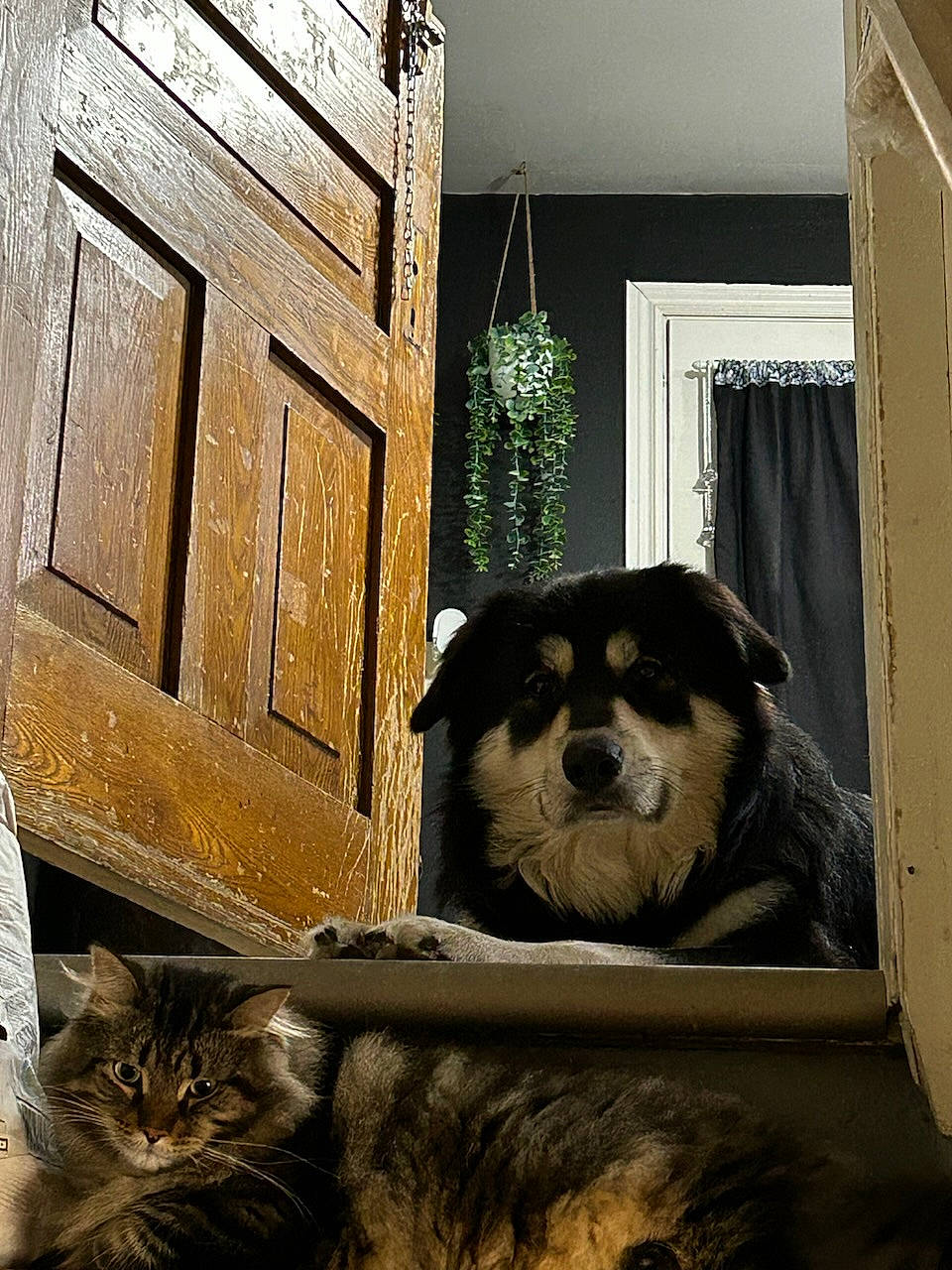 Baine is registered to the contest to win money with this photo: carnivore, cat, companion_dog, dog, dog_breed, domestic_short_haired_cat, door, fawn, felidae, flooring, fur, house, room, sitting, small_to_medium_sized_cats, snout, tail, whiskers, window, wood