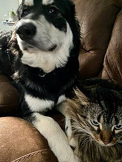 Baine is registered to the contest to win money with this photo: carnivore, cat, comfort, companion_dog, dog, dog_breed, domestic_short_haired_cat, felidae, fur, herding_dog, mammal, monochrome, monochrome_photography, paw, snout, terrestrial_animal, vertebrate, whiskers, working_animal, working_dog