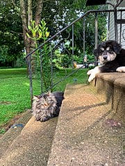 Baine is registered to the contest to win money with this photo: asphalt, canidae, carnivore, companion_dog, dog, dog_breed, fawn, felidae, fur, grass, pet_supply, plant, road_surface, sidewalk, soil, sporting_group, tail, terrestrial_animal, tree, wildlife