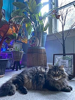 Barbosa joined the competition — help win amazing prizes! carnivore, cat, domestic_short_haired_cat, felidae, flowerpot, fur, houseplant, light, maine_coon, photograph, plant, road_surface, room, sitting, small_to_medium_sized_cats, snapshot, tail, tree, vertebrate, whiskers