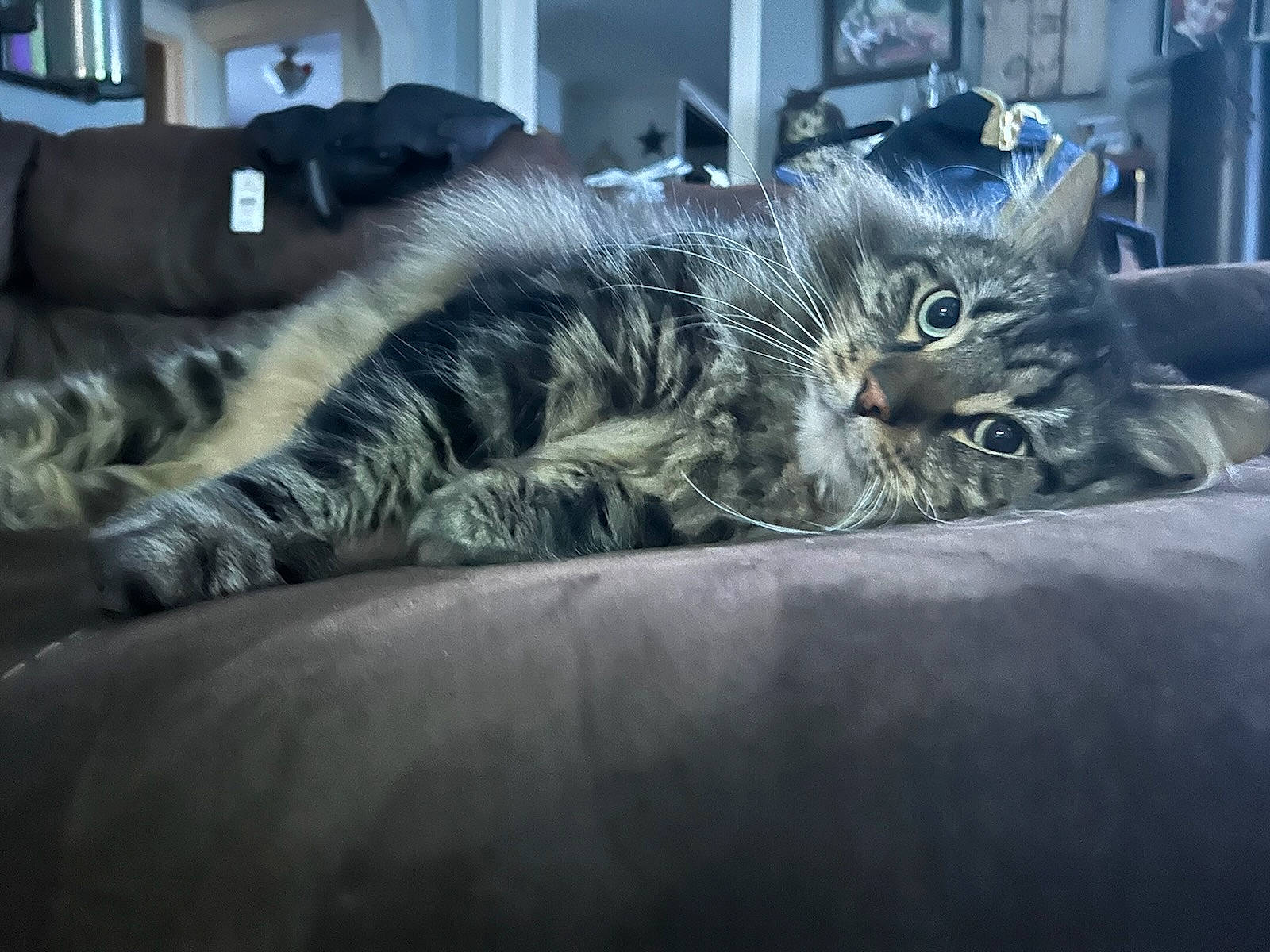 Barbosa joined the competition — help win amazing prizes! carnivore, cat, claw, comfort, darkness, domestic_short_haired_cat, eye, felidae, fur, grey, nap, paw, room, sleep, small_to_medium_sized_cats, snout, tail, terrestrial_animal, whiskers, window