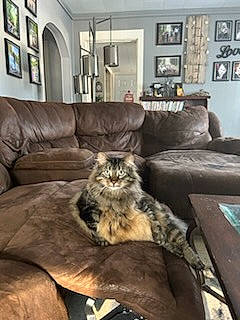 Barbosa joined the competition — help win amazing prizes! carnivore, cat, comfort, couch, felidae, floor, flooring, furniture, grey, hardwood, house, interior_design, lamp, living_room, picture_frame, plant, small_to_medium_sized_cats, table, whiskers, wood