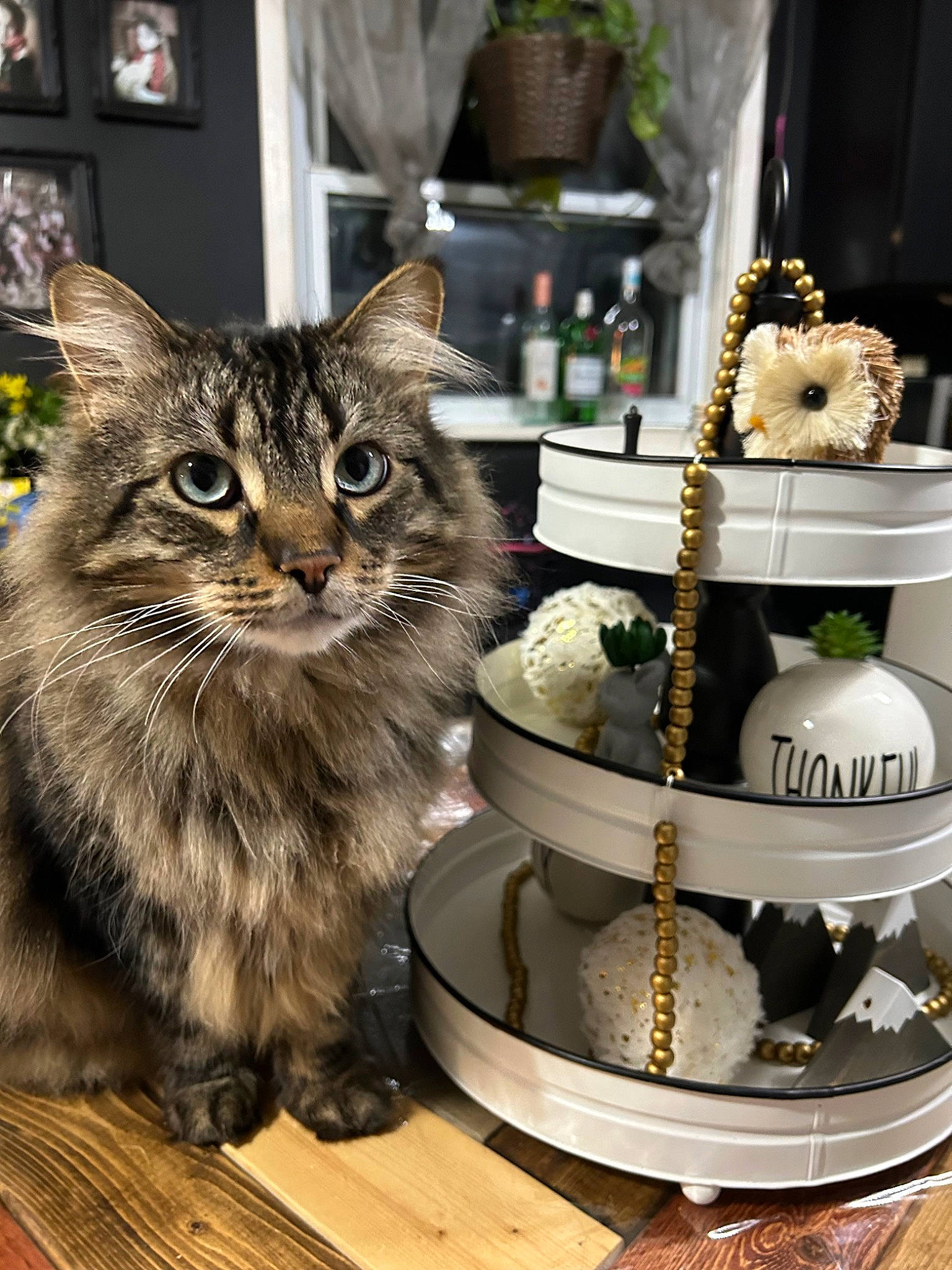 Barbosa joined the competition — help win amazing prizes! baked_goods, cake, cake_decorating, cake_decorating_supply, cake_stand, carnivore, cat, cuisine, dessert, felidae, food, ingredient, recipe, serveware, small_to_medium_sized_cats, sugar_cake, sugar_paste, table, tableware, whiskers