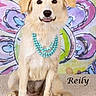 dog, light_fur, beaded_necklace, turquoise, sitting, carpet, colorful_background, abstract_art, floral_pattern, portrait, cute, pet, indoor, playful, tongue_out, animal, closeup, studio_photo, name_text, adorable