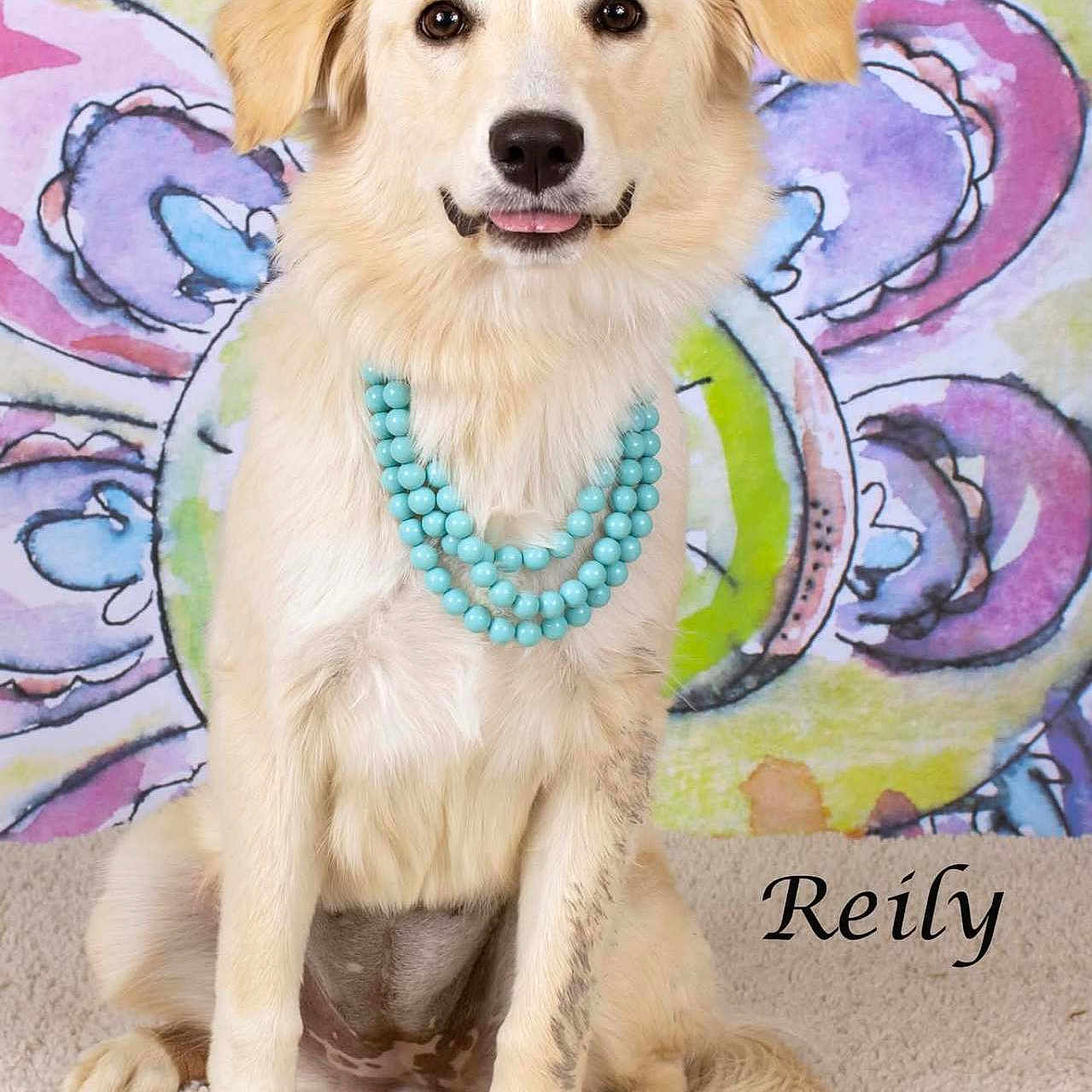 Reily is registered to the contest to win money with this photo: dog, light_fur, beaded_necklace, turquoise, sitting, carpet, colorful_background, abstract_art, floral_pattern, portrait, cute, pet, indoor, playful, tongue_out, animal, closeup, studio_photo, name_text, adorable