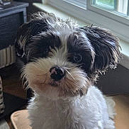 Milo joined the competition — help win amazing prizes! animal, black_and_white, companion, curly_fur, cushion, cute, dog, ears, face, fur, furniture, home, indoor, light, natural_light, nose, pet, portrait, whiskers, window