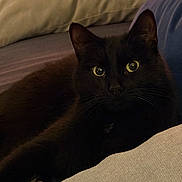 Murphy a rejoint le concours — aidez-le/la à gagner de superbes lots ! animal, black_cat, cat, close_up, comfort, couch, cozy, domestic_cat, feline, fur, home, indoor, laying_down, paw, pet, pillow, relaxed, resting, whiskers, yellow_eyes