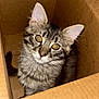Luxio joined the competition — help win amazing prizes! cat, kitten, tabby, cardboard_box, curious, pet, animal, fur, whiskers, ears, yellow_eyes, indoor, close_up, cute, small, feline, looking_up, playful, young, fluffy