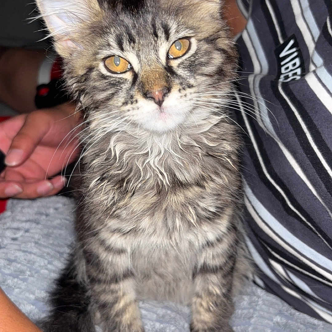Luxio joined the competition — help win amazing prizes! animal, blanket, cat, close_up, cozy, cute, domestic_animal, ears, eyes, fur, human_arm, indoor, kitten, pet, sitting, soft_texture, striped_shirt, tabby, whiskers, young