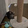 Luxio is registered to the contest to win money with this photo: kitten, cat, scratching_post, toy, floor, curious, feline, indoor, play, pet, crouching, brown_floor, furniture, household, small_animal, fluffy, tabby, domestic_cat, cute, young