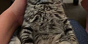 Luxio is registered to the contest to win money with this photo: kitten, tabby, cat, pet, animal, fur, stripes, lap, hand, sitting, curious, indoor, feline, cute, young, fluffy, domestic, whiskers, ears, eyes