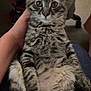 kitten, tabby, cat, pet, animal, fur, stripes, lap, hand, sitting, curious, indoor, feline, cute, young, fluffy, domestic, whiskers, ears, eyes