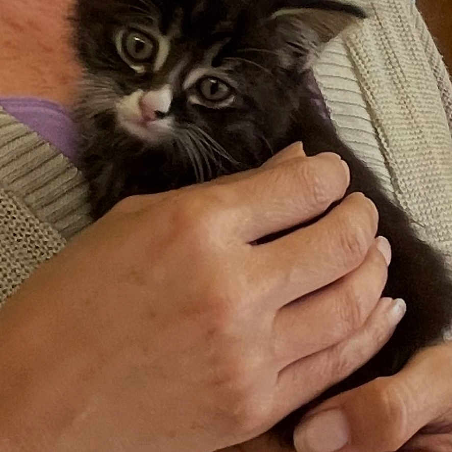 Spunky Brewster is registered to the contest to win money with this photo: black_and_white, bottles, calm, cat, close_up, cozy, curious, cute, fur, hands, holding, human, indoor, kitten, person, pet, shelf, smile, sweater, warm