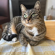 Jicky participe au concours pour gagner de l'argent avec cette photo : cat, tabby, green_eyes, whiskers, fur, tablecloth, indoor, blurred_background, resting, pet, animal, domestic_cat, closeup, portrait, feline, cute, alert, relaxed, striped, mammal