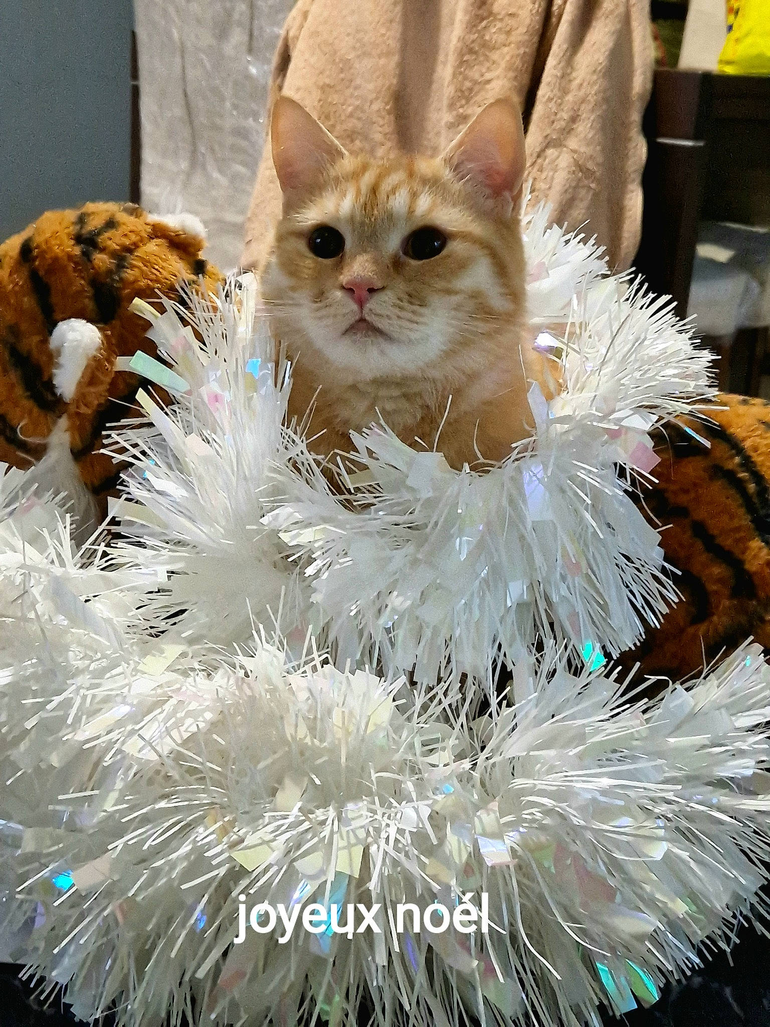 Tigrou participe au concours pour gagner de l'argent avec cette photo : bow_tie, carnivore, cat, christmas, domestic_short_haired_cat, event, fawn, feather, felidae, fur, small_to_medium_sized_cats, whiskers, white