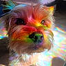 dog, small_dog, fluffy, fur, portrait, close_up, face, eyes, nose, muzzle, pet, canine, colorful, rainbow, prismatic, lighting, indoor, photography, adorable, creative