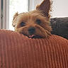 Scarlette a rejoint le concours — aidez-le/la à gagner de superbes lots ! dog, terrier, small_dog, pet, animal, face, tongue, ears, fur, brown_fur, black_fur, cushion, sofa, indoor, window, natural_light, portrait, cute, resting, cozy