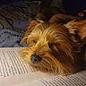 Scarlette participe au concours pour gagner de l'argent avec cette photo : dog, puppy, sleeping, resting, brown_fur, shaggy_fur, small_dog, closed_eyes, snout, nose, pet, book, open_book, reading, bookmark, blanket, bed, cozy, indoor, warm_lighting