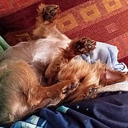 Scarlette a rejoint le concours — aidez-le/la à gagner de superbes lots ! dog, small_dog, fluffy, brown_fur, long_hair, lying_down, back, paws, paw_pads, toe_beans, sleeping, relaxed, playful, indoor, blanket, bed, cuddly, pet, cozy, close_up