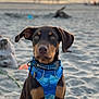 Coffee joined the competition — help win amazing prizes! dog, puppy, doberman, blue_harness, beach, sand, sunset, outdoor, animal, pet, canine, nature, water, sky, sunlight, portrait, young, cute, leash, calm