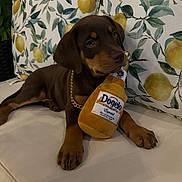 Coffee is registered to the contest to win money with this photo: puppy, dog, plush_toy, bottle, cushion, pillow, lemon_pattern, chain, brown_dog, pet, indoors, sofa, cute, animal, resting, toy, playful, closeup, canine, decor