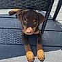 Coffee is registered to the contest to win money with this photo: puppy, dog, brown, tan, blue_eyes, deck, wood, shadow, sunlight, chair, woven_chair, pet, animal, cute, young_dog, outdoor, relaxing, paws, lying_down, canine