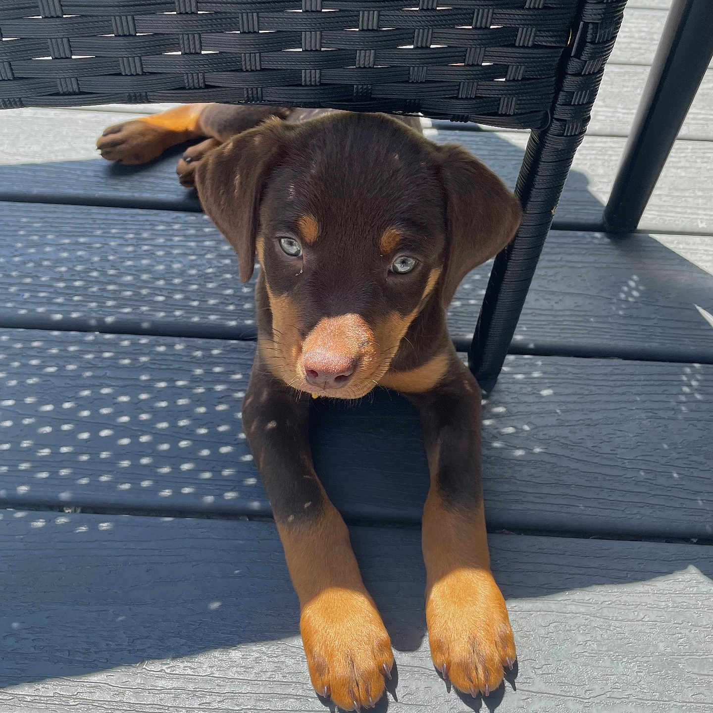 Coffee is registered to the contest to win money with this photo: animal, blue_eyes, brown, canine, chair, cute, deck, dog, lying_down, outdoor, paws, pet, puppy, relaxing, shadow, sunlight, tan, wood, woven_chair, young_dog
