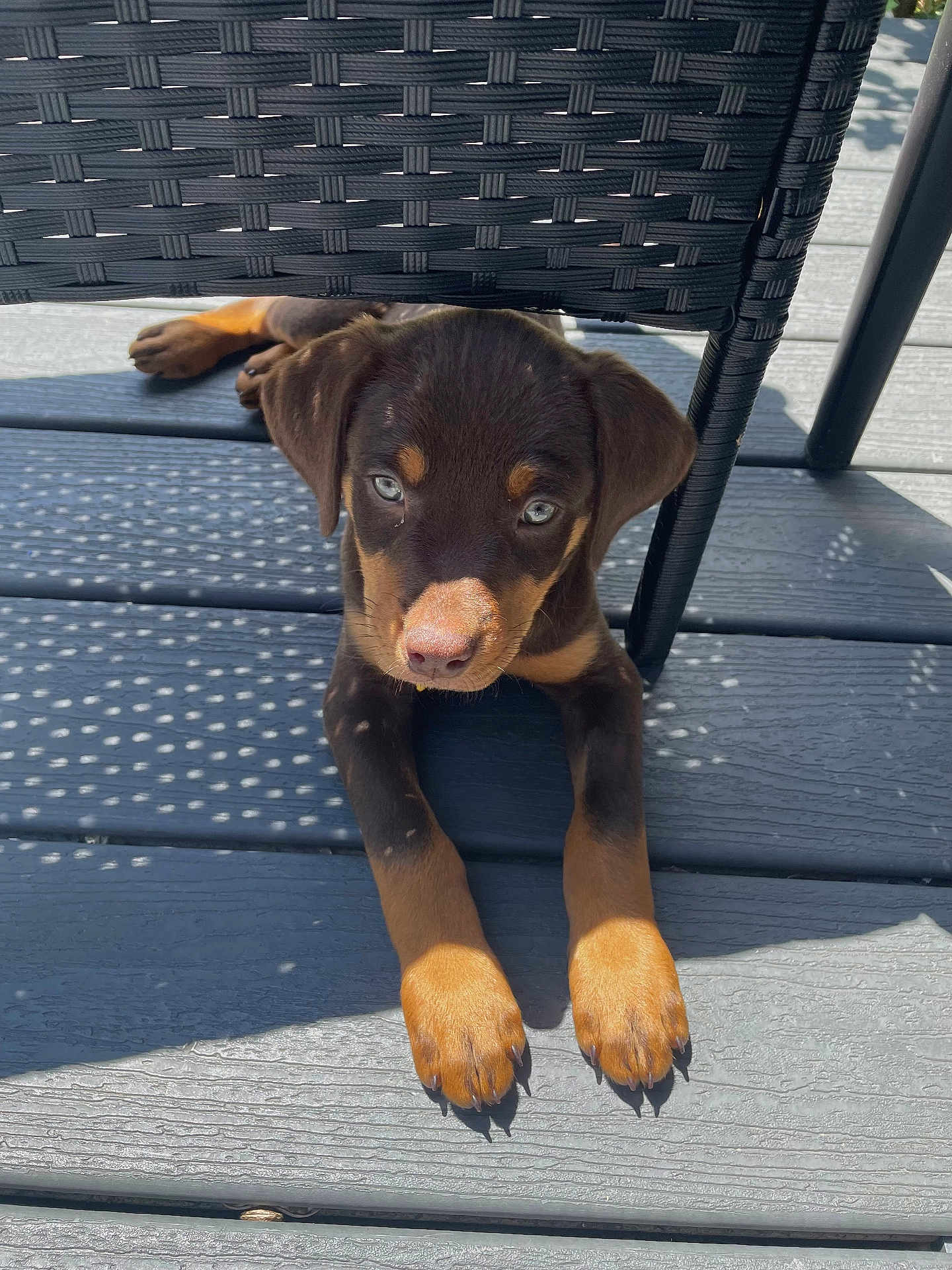 Coffee is registered to the contest to win money with this photo: puppy, dog, brown, tan, blue_eyes, deck, wood, shadow, sunlight, chair, woven_chair, pet, animal, cute, young_dog, outdoor, relaxing, paws, lying_down, canine