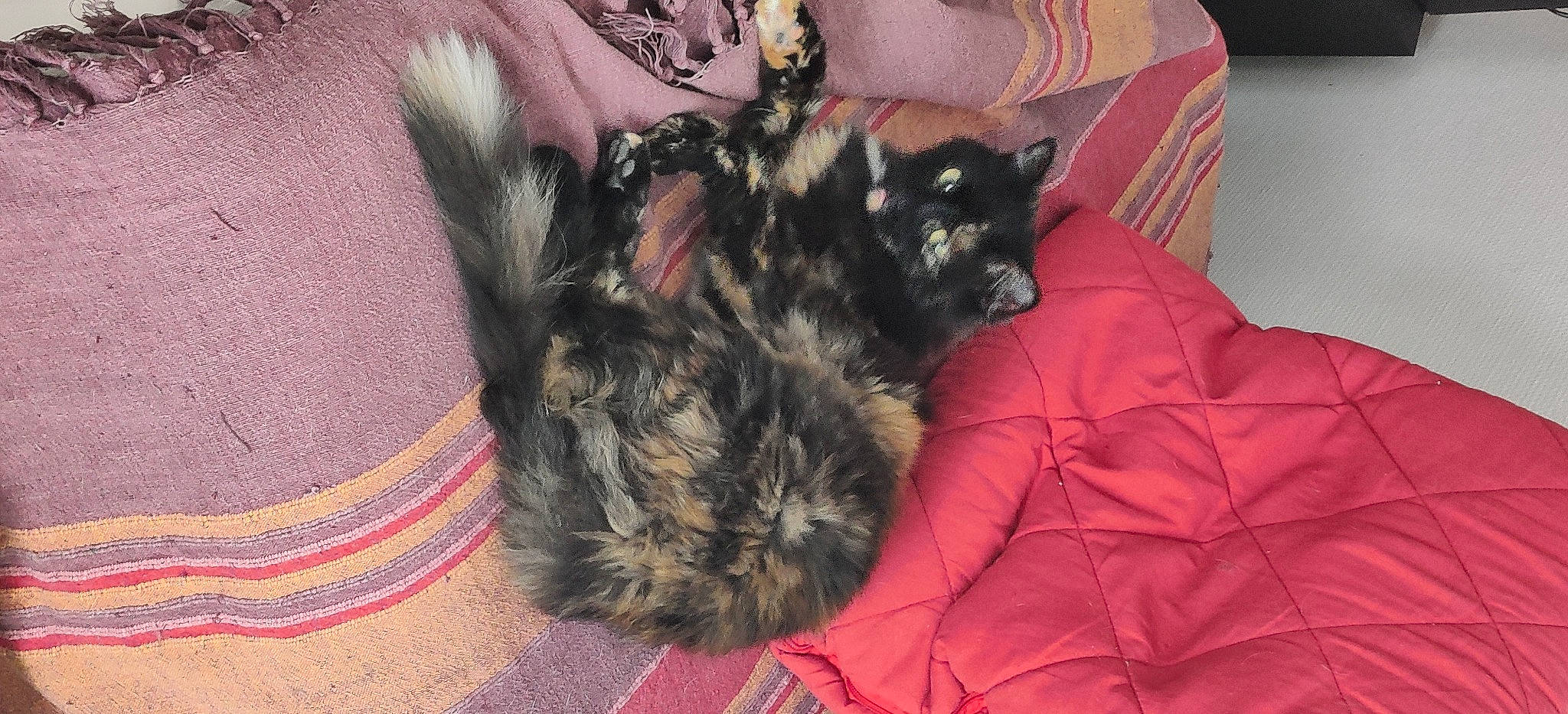 Plume a rejoint le concours — aidez-le/la à gagner de superbes lots ! carnivore, comfort, companion_dog, dog, dog_breed, dog_supply, fawn, felidae, fur, liver, schnauzer, small_terrier, small_to_medium_sized_cats, sporting_group, tail, terrier, toy_dog, whiskers, working_animal, yorkipoo