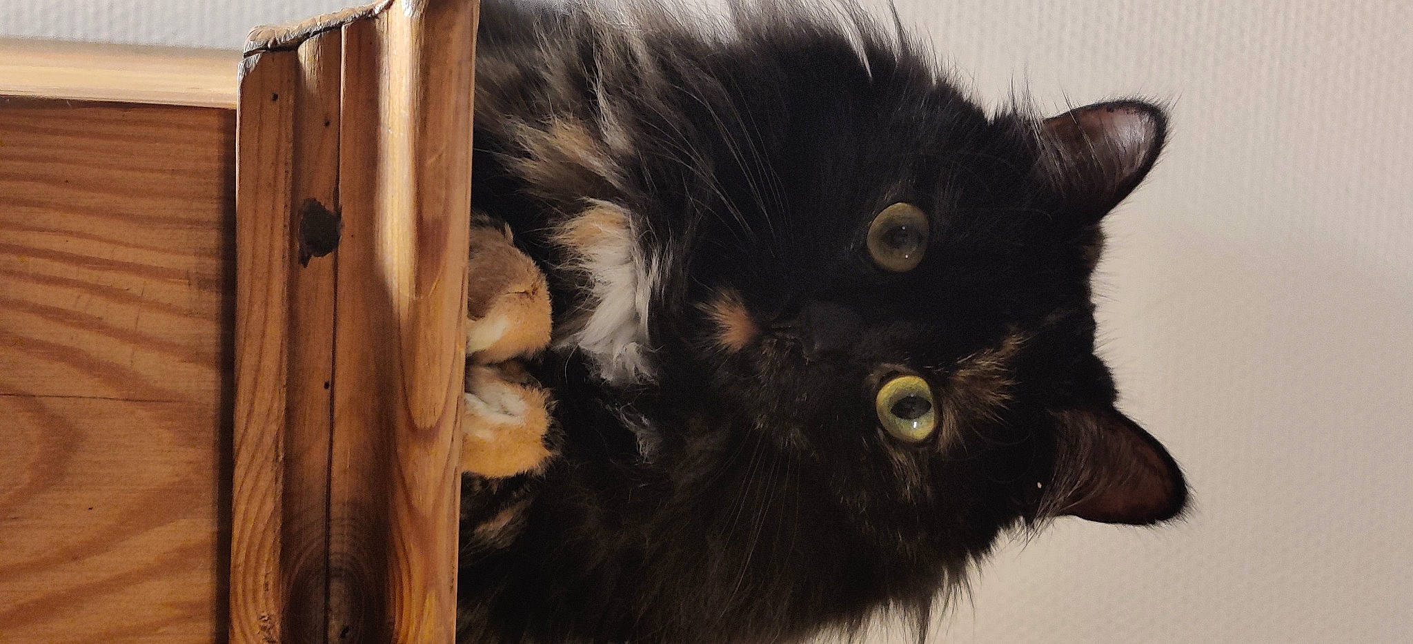 Plume participe au concours pour gagner de l'argent avec cette photo : black_cat, carnivore, cat, claw, domestic_short_haired_cat, felidae, fur, hardwood, mammal, natural_material, paw, pet_supply, small_to_medium_sized_cats, snout, tail, terrestrial_animal, vertebrate, whiskers, window, wood